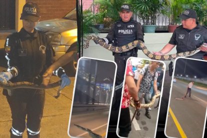 En los últimos 15 días se han reportado al menos cinco avistamientos de serpientes en la urbe.