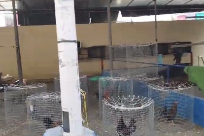 Gallos de pelea fueron hallados al interior de la cárcel Regional 8.
