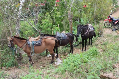 Caballos amarrados a la orilla del baipás Tonsupa-Súa, donde se registró el accidente. Parece un parqueadero de corceles.