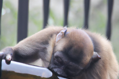 Los primates comparten la mayor cantidad de características cerebrales con humanos, por lo que son esenciales para estas investigaciones.