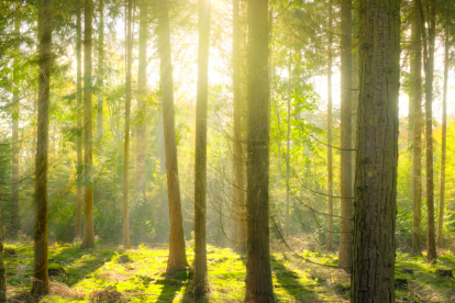 Bosques podrían calentarse demasiado y amenazar la fotosíntesis.