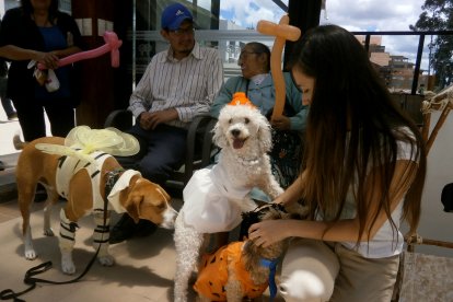 Hospital de mascotas