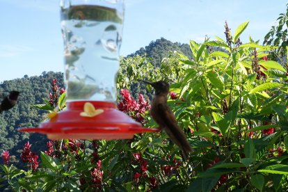 En la zona existen  miradores de aves exóticas como colibríes.