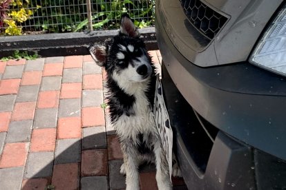 Esta es una foto cuando Spike todavía era un cachorro. Sus dueños afirman que era amigable.