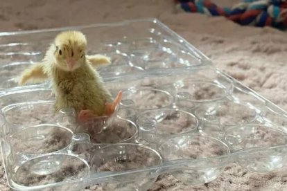 Los polluelos se llaman Pebbles (oscuro) y Sepeckles (amarillo).