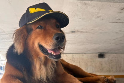 Tommy enamora a todos quienes pasan por Los Ceibos.