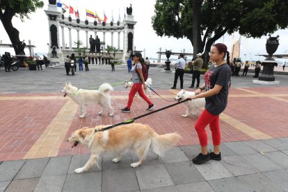 Podrás asistir a algunos lugares de esta agenda acompañado de tu mascota.