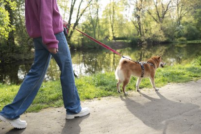Los perros necesitan salir a diario para sentirse bien y mantenerse sanos, no sacarlos puede suponer la aparición de multitud de problemas de conducta y de salud.