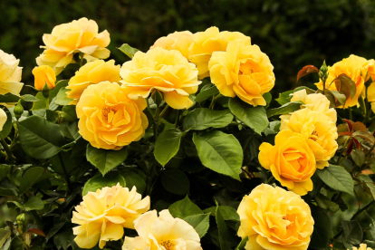 La razón por la que se regalan flores amarillas en septiembre.