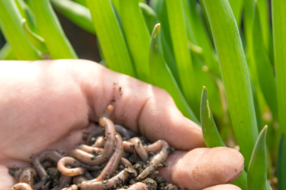 Las lombrices de tierra contribuyen a la producción de alimentos.