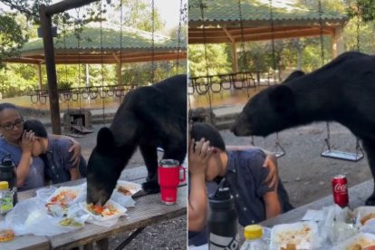 En el metraje nunca se observó al oso tocando a las personas, sin embargo, si los olfateó.
