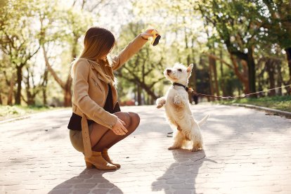 Si el perro no cumple con tus órdenes no lo agredas, la paciencia y predisposición son las claves para el entrenamiento.
