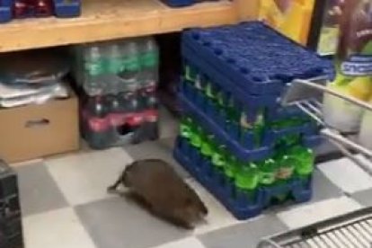 Rata gigante aparece dentro de local cerca de bebidas y alimentos.