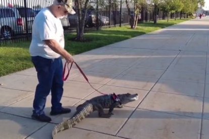 El dueño asegura que su animal es muy dócil, inslusive, duerme con él.