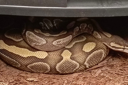 Varios reptiles se recuperaron en el operativo.