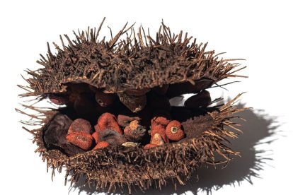 Hay registros de que en Brasil se lo usaba como bloqueador solar, para pintarse el cuerpo e incluso para escribir sus manuscritos.