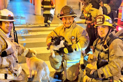 Personal del Cuerpo de Bomberos rescató a los animalitos.
