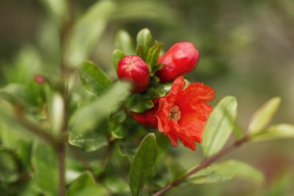 Su uso lleva siglos en Europa. Cleopatra y César usaban sus pétalos.
