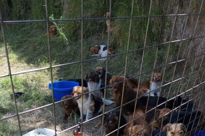 En el terreno convivían 23 perros y  una gata. El seguro de la reja fue violentado.