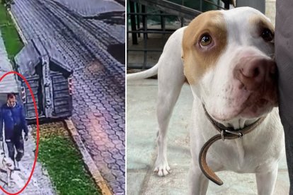 El perrito fue llevado a una casa de acogida de la capital.