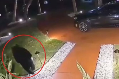 El oso tomó el paquete con el hocico y se fue.