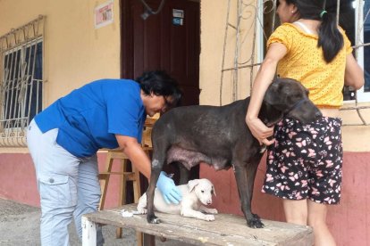 La doctora Susan Guerrero sigue asistiendo a Adele, mientras su dueña no se separa de ella.