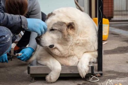 Krugets es un perro obeso que fue rescatado de las calles en una ciudad de Rusia.