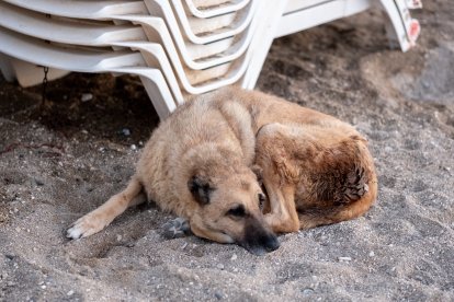 Para prevenir el contagio de sarna mantén al perro con sus vacunas al día, no lo dejes en el patio, si está lloviendo, déjalo en lugares secos y lejos de la humedad