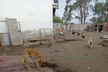 : En la vivienda donde fue encontrada sin vida la mujer se observan varios perros de diferentes razas, en especial mestizos.