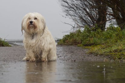 Las mascotas también están riesgo en la época invernal