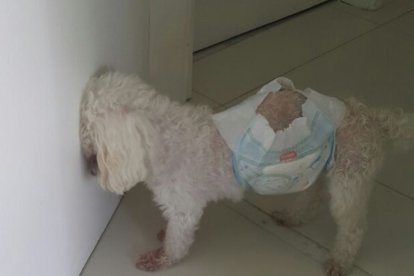 Cuando el animal presiona o golpea su cabeza contra una superficie dura es porque está tratando de aliviar su dolor, por ello es importante llevarlo donde el veterinario.