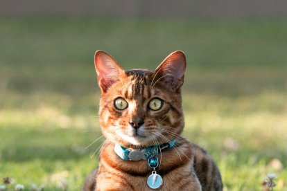 Este collar te salvará la vida a tu gato, en caso de quedar atrapado.
