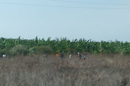 Cerca de una bananera de Santa Elena había un cadáver.