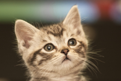 Los gatos son animales domésticos.