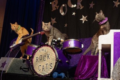Los integrantes de The Rock Cats en un concierto.
