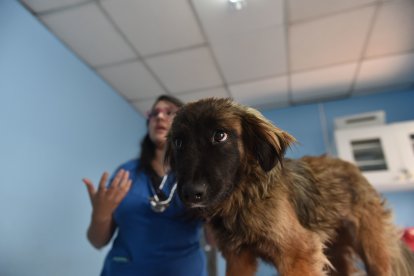 A la perrita le pusieron Emma. Aunque no es agresiva, no tiene mucha confianza con los humanos.