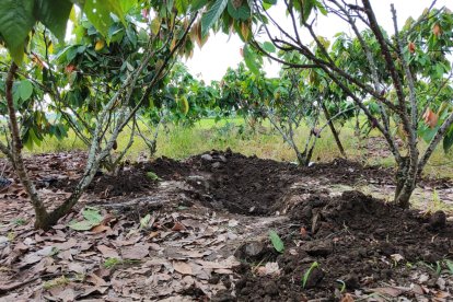 Entre estas plantas de cacao estaban enterradas las féminas.