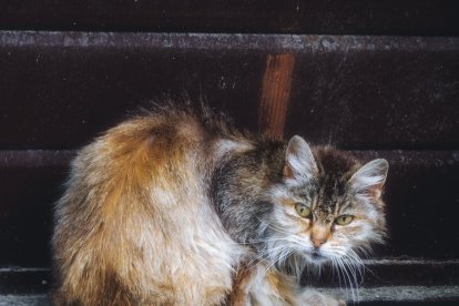 Cuando vayas a mudarte de casa, lo último que deberás llevar es al gato, de lo contrario se irá, tratando de buscar su territorio.