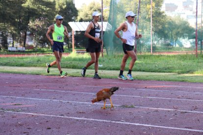 Los deportistas del Selectivo Provincial de Pichincha literalmente marcharon junto a los gallos de pelea.