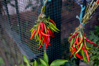 En Ecuador existen alrededor de 96 tipos de ajíes