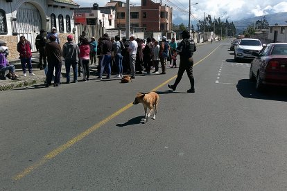 Unos habitantes del barrio Santa Cruz se cansaron de los múltiples ataques y pidieron el desalojo de los canes.