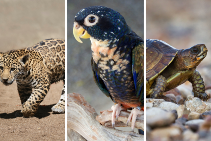 Varios animales exóticos han sido incautados durante operativos policiales