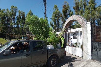 La mujer tenía más de 10 plantas de marihuana de unos 2 metros de alto.