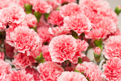 Los claveles ecuatorianos son de exportación.