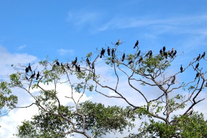 Los manglares del estuario del río Muisne son un refugio de una gran diversidad de aves.