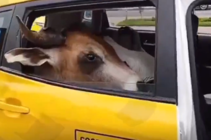 El hecho se viralizó en redes sociales.