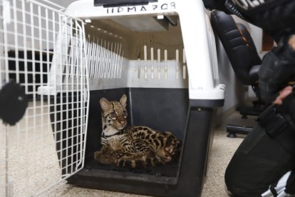 El animal fue rescatado de una casa abandonada.