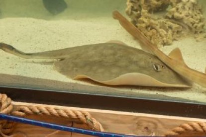 Charlotte se encuentra asilada en un acuario de Carolina del Norte.