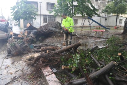 En un parque de las orquídeas un árbol se cayó por la fuerte lluvia