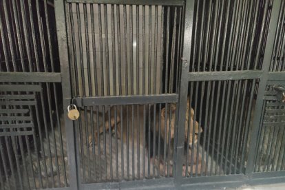 Hombre pierde la vida tras ser atacado por un león al ingresar ilegalmente a su recinto en el zoológico de Andhra Pradesh, India.